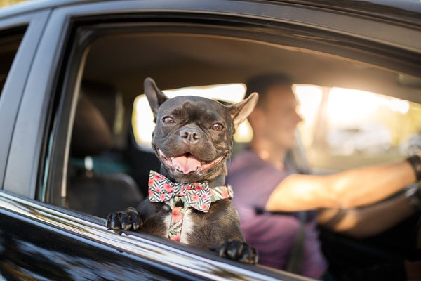 Finding the Perfect Pet Carrier: Your Guide to a Safe and Comfortable Journey