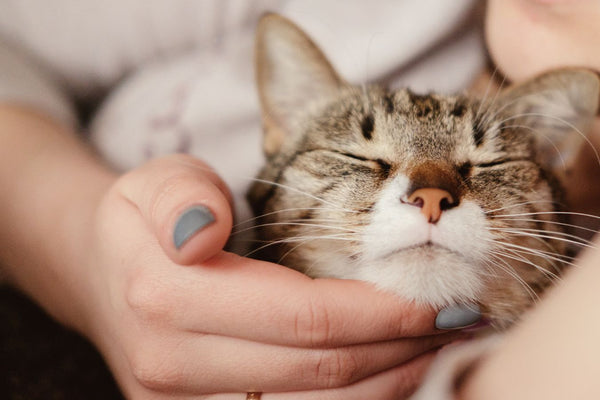 Understanding Cats and Their Scratching Habits: Manage and Protect Yourself from Scratches