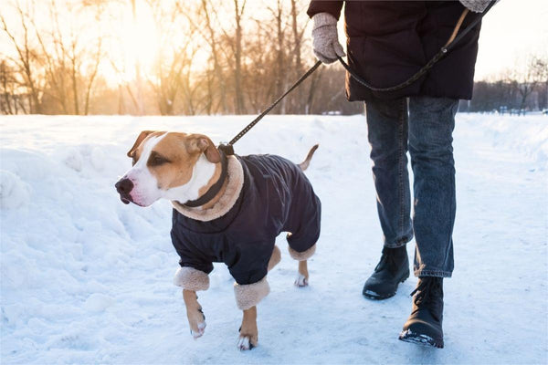 Winter Wags: Keeping Your Furry Friends Cozy on Winter Travels