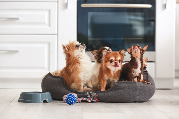 Top Must-Have Gifts for All Pet Owners: A Guide to Keeping Your Pet owner Friend Happy
