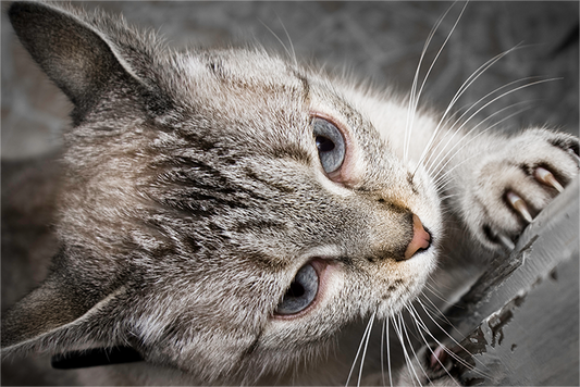 Unleashing the Social Butterfly: Why Cats Thrive with Social Training!