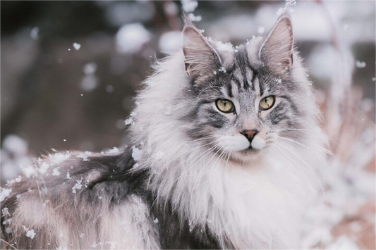 Winter Wellness for Cats: How to Keep Your Feline Friend Safe and Cozy in Chilly Temps