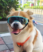Cool Pet  Outdoor Sunglasses