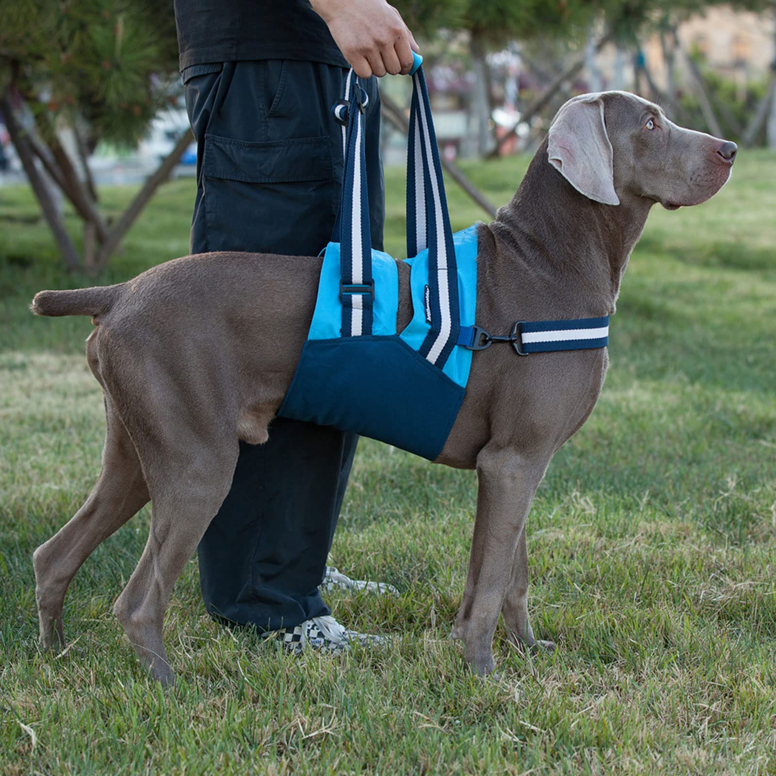 Dog Lift Support Harness
