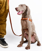 GuidedPaws Smart GPS Dog Harness Kit