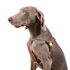 Luxury Leather Dog Harness Leash Set