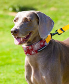 Nylon Heavy Duty Dog Collar