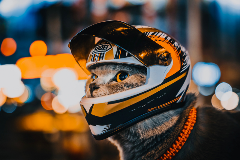 Pet Bike and Motorcycle Rides Helmet