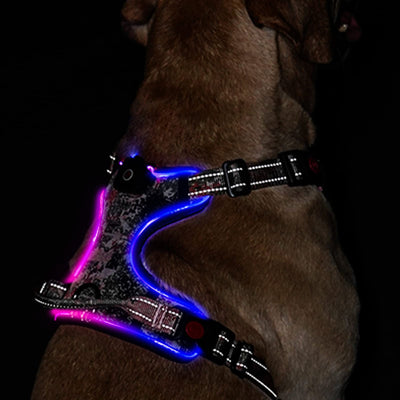 LED Light Up™Dog Harness