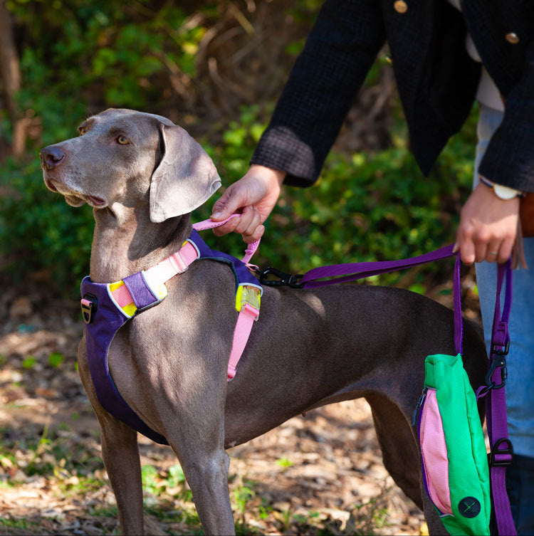 Reflective Walking Hiking Training Harness