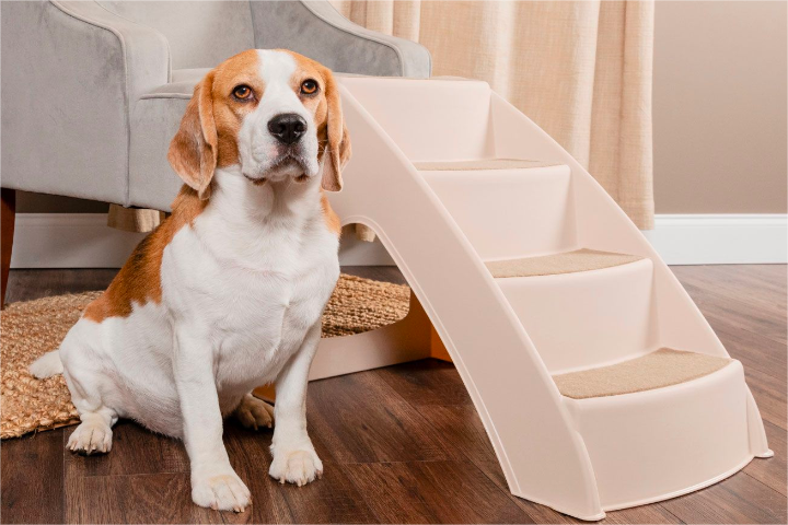 How to train dog to use stairs online