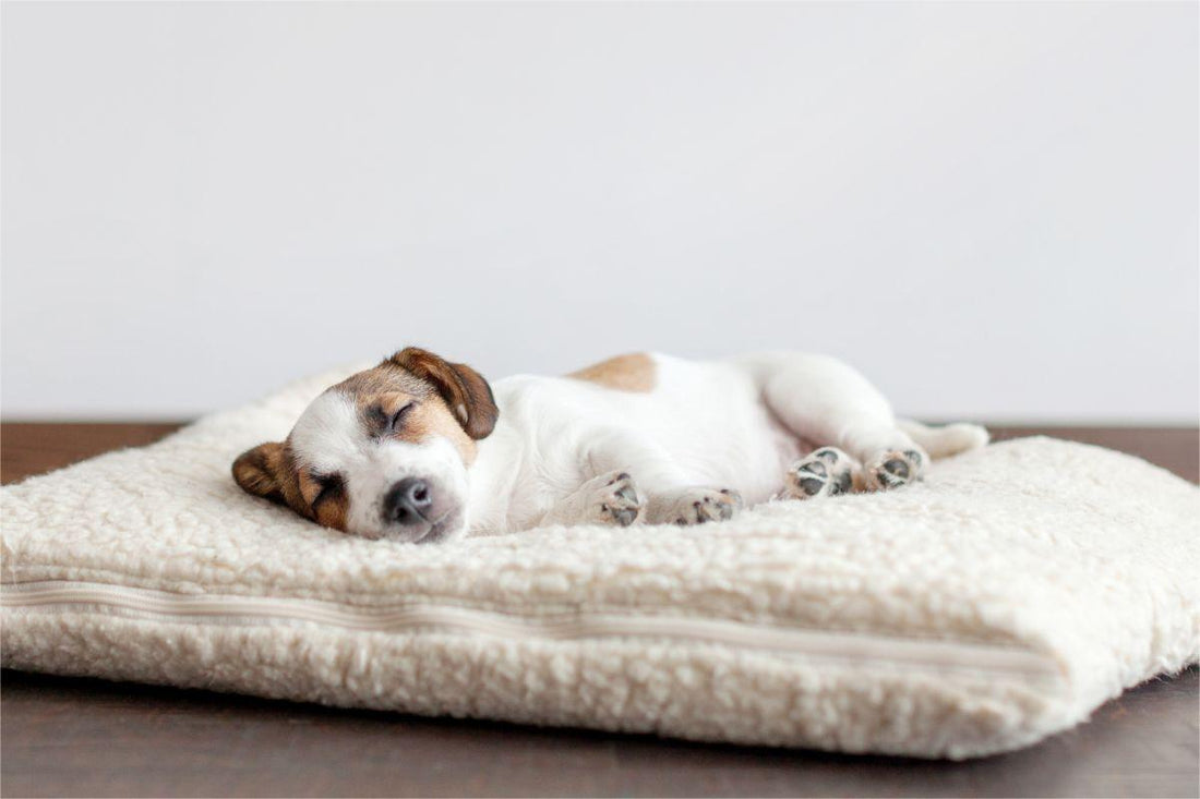 Paws and Personalities: Discover Your MBTI Match in the Dog World