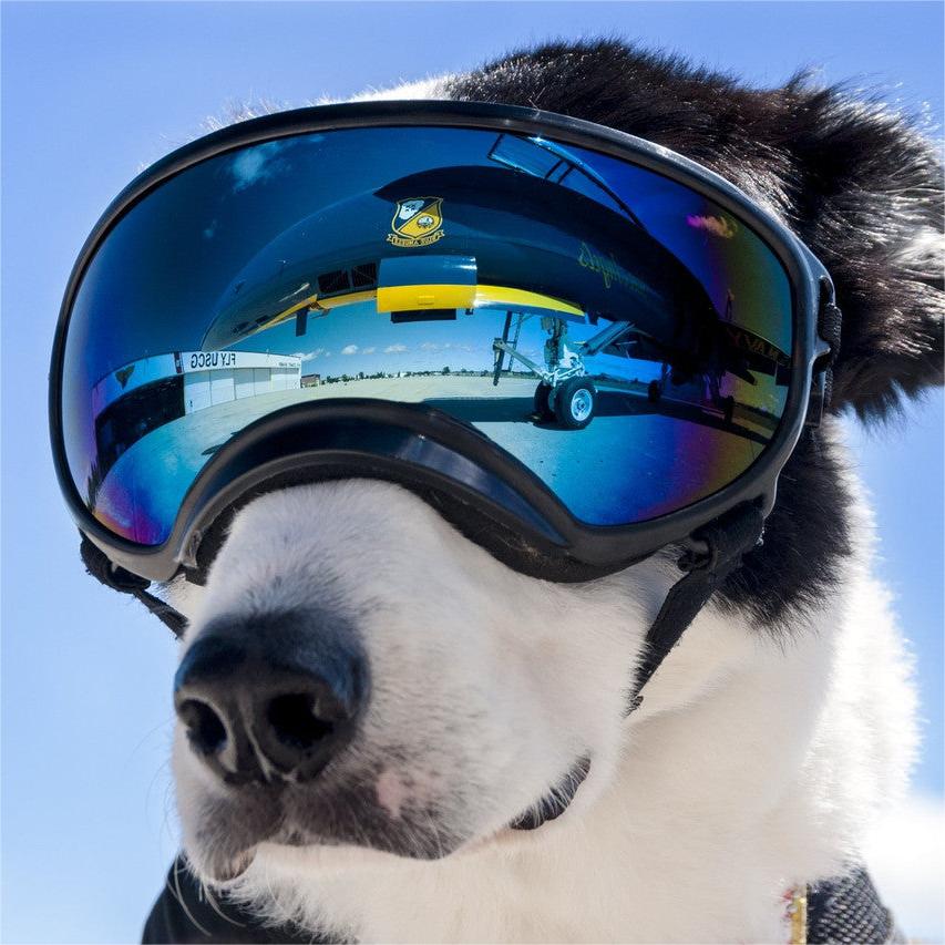 Dog Goggles with Adjustable Strap