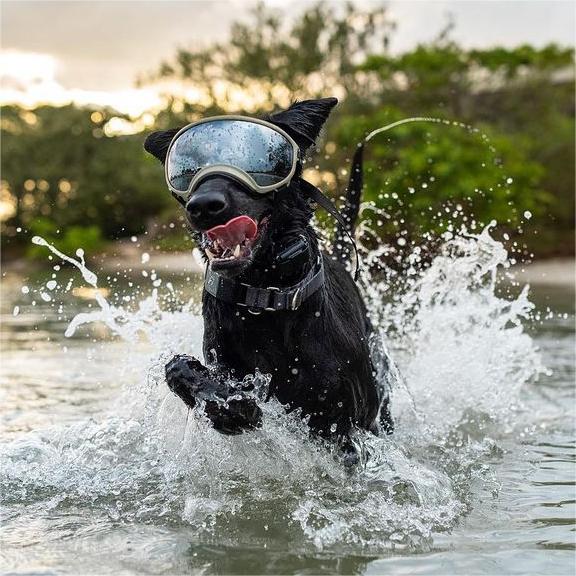 Dog Goggles with Adjustable Strap