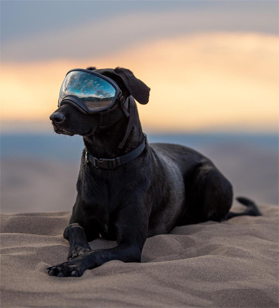 Dog Goggles with Adjustable Strap