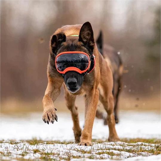 Dog Goggles with Adjustable Strap