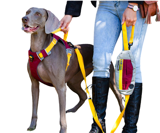 Dog Leash With Poop Bag Dispenser