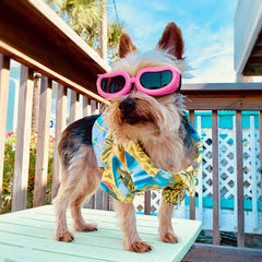 Vacation Style Dog Sunglasses for Small Breeds