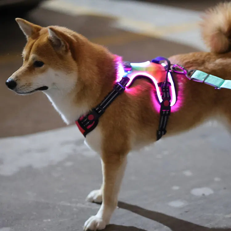 LED Light Up?Dog Harness