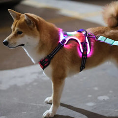 LED Light Up?Dog Harness