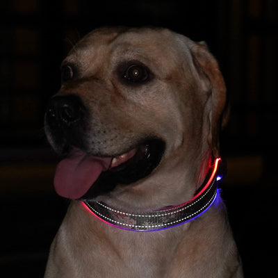 LED Reflective Dog Collar with Rechargeable