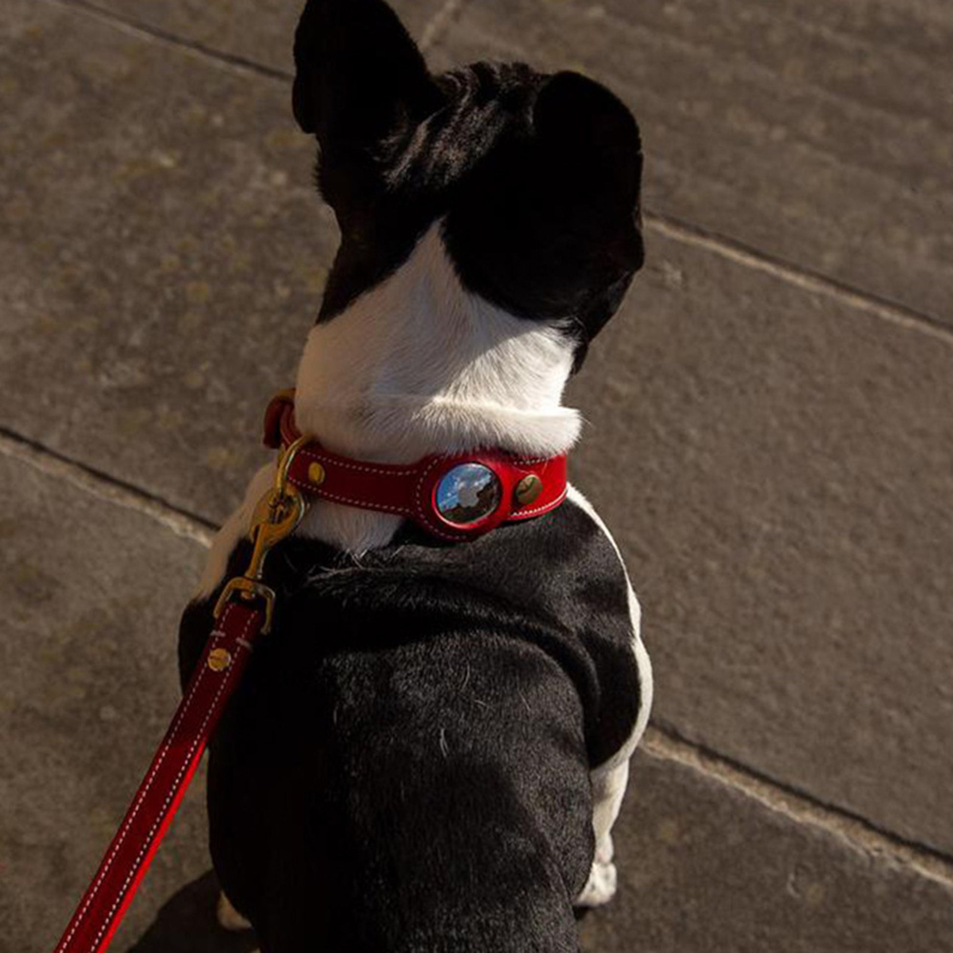 Leather AirTag Pet Collar