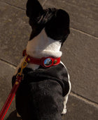 Leather AirTag Pet Collar