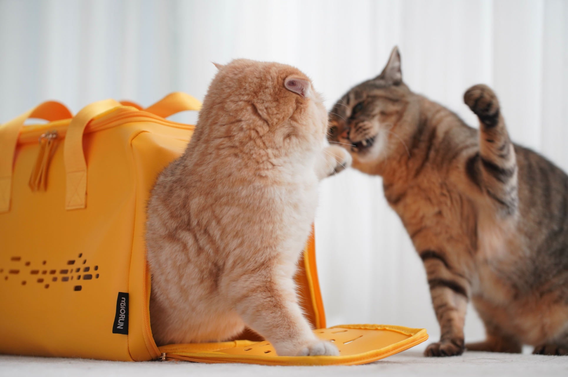 MIORUN Cat Carrier bag for Small Cats and Dogs, PU Leather Pet Carrier bag Airline Approved Soft Sided, Kitty Carrier with Breathable and Comfortable Inner Cushion for Travel
