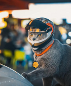 Pet Bike and Motorcycle Rides Helmet