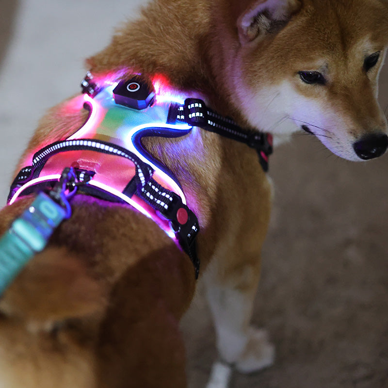 LED Light Up?Dog Harness