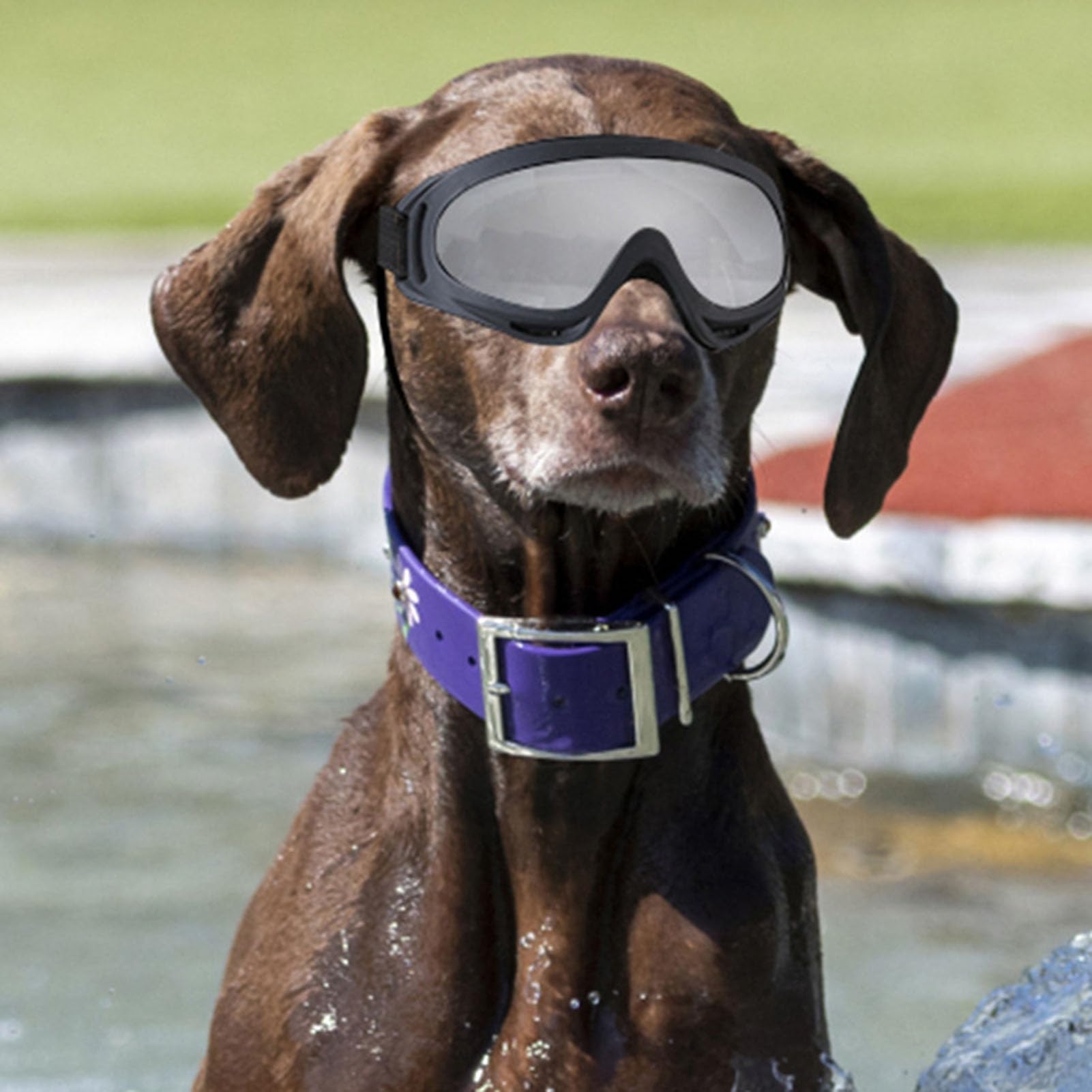 UV Protection Dog Goggles