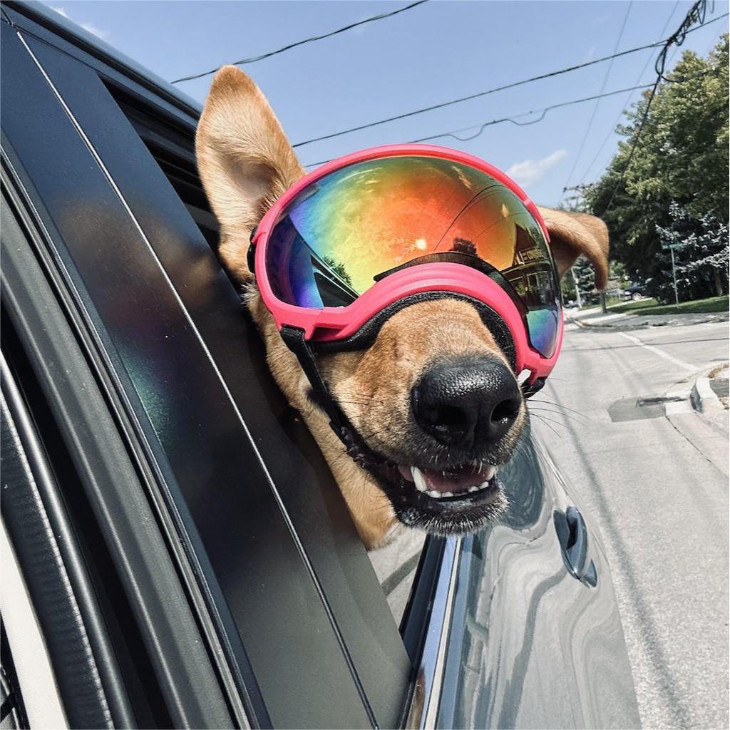 Dog Goggles with Adjustable Strap