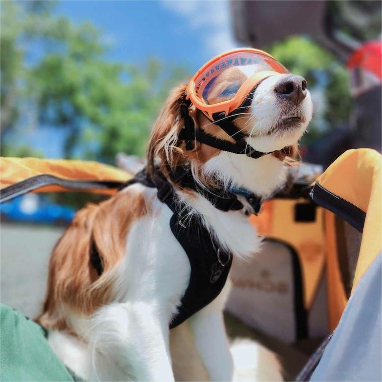 Dog Goggles with Adjustable Strap