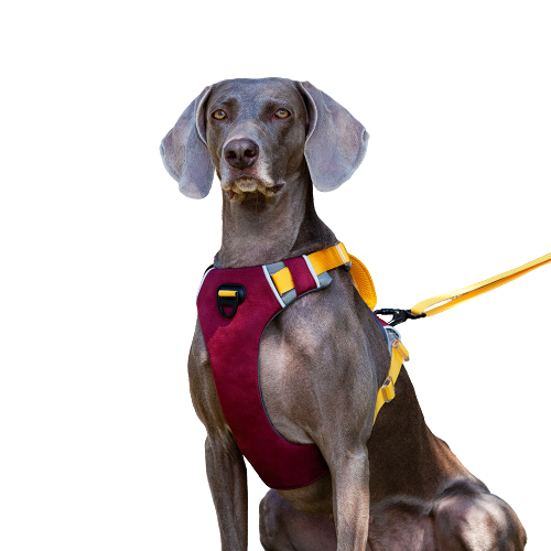 Reflective Walking Hiking Training Harness