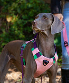 Reflective Walking Hiking Training Harness