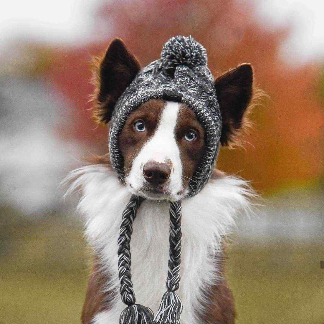 Warm Pet Knitted Soft Winter Hat