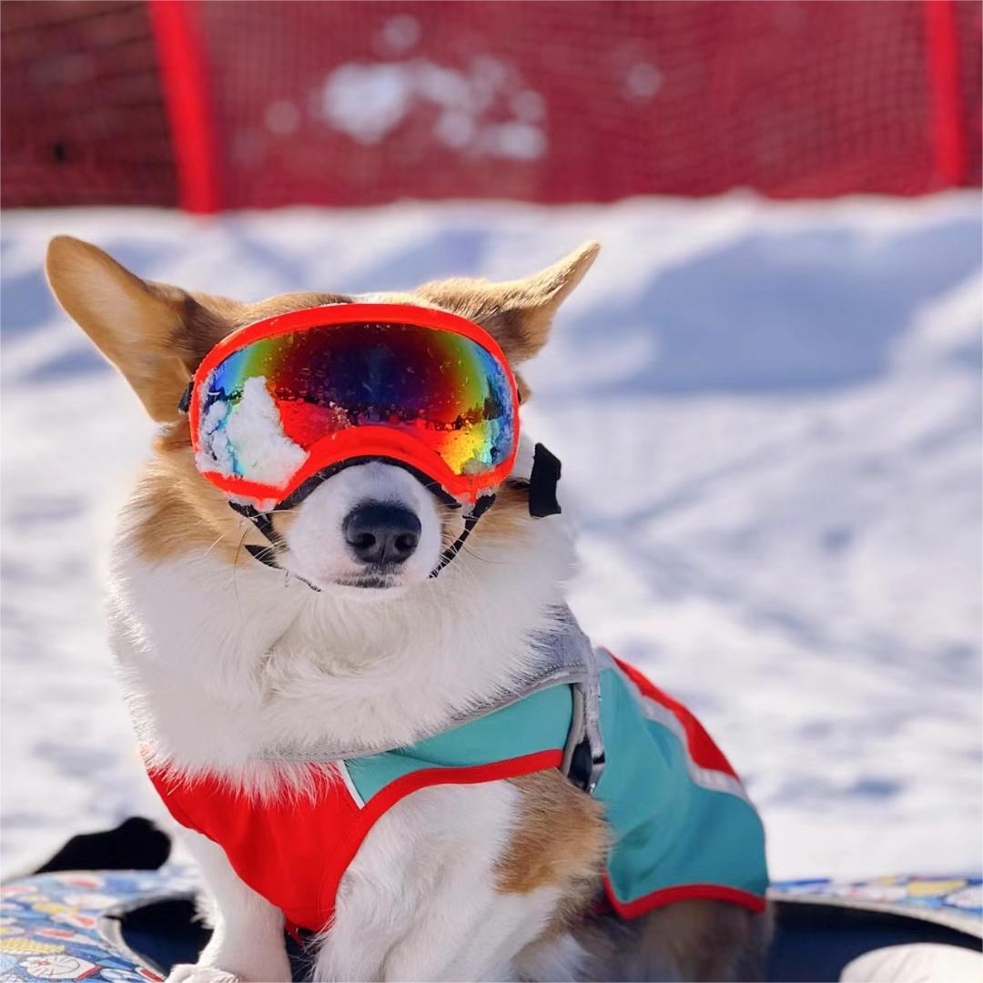 Dog Goggles with Adjustable Strap