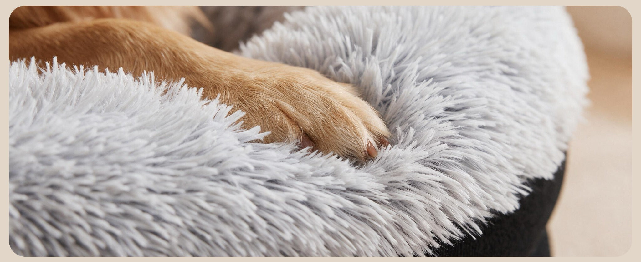 Close-up of a paw on the plush sleeping surface